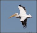 _0SB0281 american white pelican